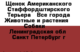 Щенок Американского Стаффордштирского Терьера - Все города Животные и растения » Собаки   . Ленинградская обл.,Санкт-Петербург г.